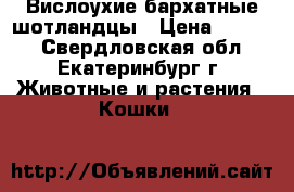 Вислоухие бархатные шотландцы › Цена ­ 4 000 - Свердловская обл., Екатеринбург г. Животные и растения » Кошки   